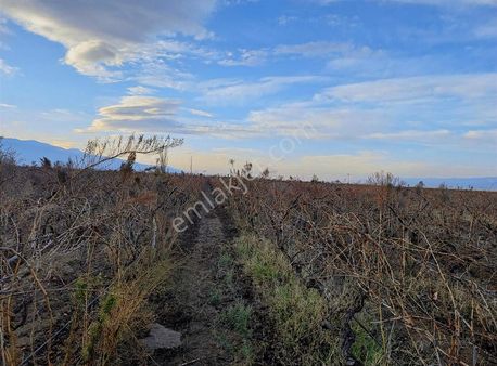 Sarıgöl Bağlıca-subaşı Mah Arsında Satılık Bağ