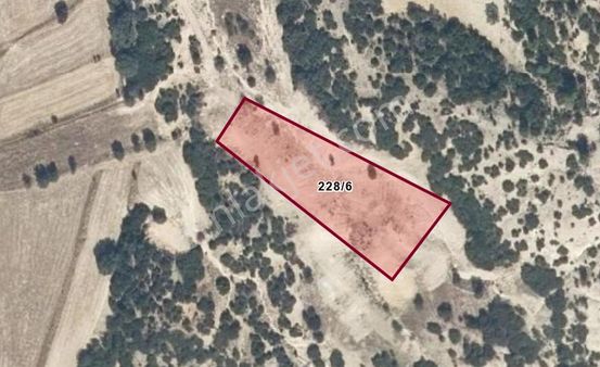 Uşak Eskisayar Köyü 3650 M2 Satılık Tarla