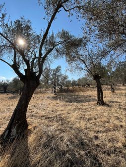 ✨havran Kalabak Da 14.500 M2 Satılık Zeytinlik✨