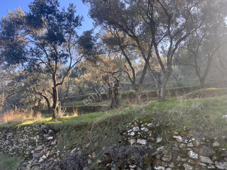 Tire Şahin Gayrimenkulden 9.350 M2 Kupon Zeytinlik