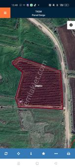 Akyol Gayrimenkul Den Satlık Kilis Polat Elinde Aslfat Üzerinde Zeytin Meyve Bahçesi