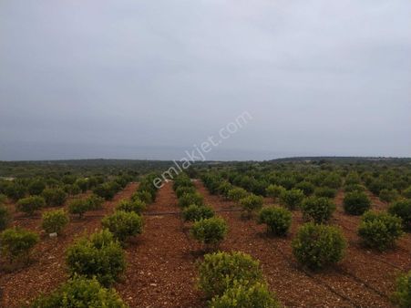 Demir Gayrimenkul Mersin Erdemli Ayaş Tarla