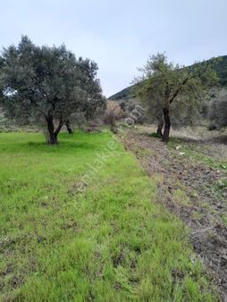 Manisa Akhisar Süleymanköy De 250 M2 Tek Tapu Zeytinlik