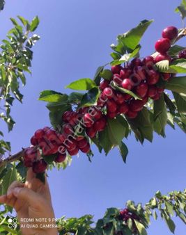Burax Emlaktan Kemalpaşa Damlacıkta İçinde Yetiskin Kiraz Ağaçları Olan 1 Donum Hısselı Tarla