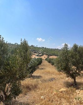 Türe Gayrimenkulden Gülnar Ulupınarda Satılık Zeytin Ve Badem Bahçesi