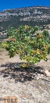 Türe Gayrimenkulden Mut Çömelekte Satılık Bahçe