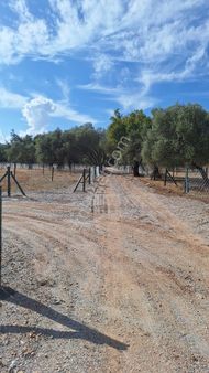 Buca Kırıklar Da 260 M2 Koparatif Hisseli Tarla