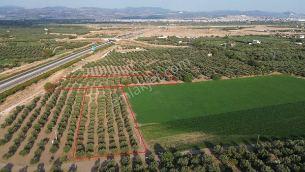 Akhisar Dayıoğlunda Satılık 6210 M2 Satılık Zeytinlik