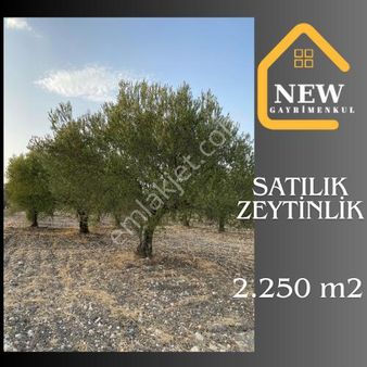 Acil!! New Gyo' Dan Çavdır Köyü 2.250 M2 Kopun Satılık Zeytinlik