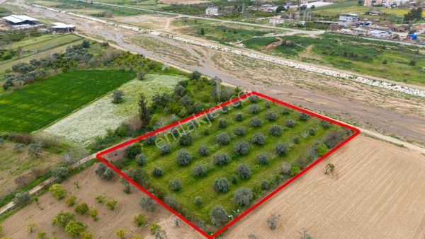 Arslanlı Cumhuriyet Mah De Satılık 4.5 Dönüm Zeytinlik Ve Ceviz Bahçesi