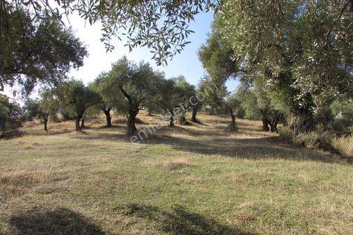 Nazilli Ocaklı Mahallesi Zeytin Bahçesi Satılık