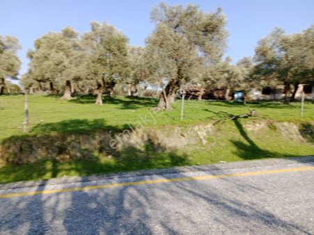 Satılık Zeytinlik Çine Kasar Da Yola Yakın Konumda