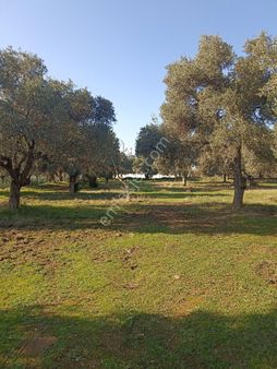 Bayındır Buruncuk'ta 6625 M2 Satılık Zeytinlik