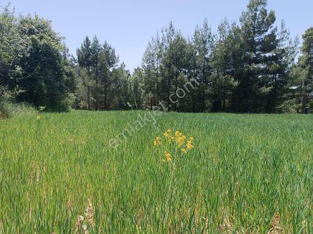 🦋lobby Fortis'ten Satılık Çameli Gökçeyaka'da 4464 M² Tarla🦋