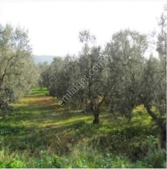 Fırsat Zeytinliktam Verimlidir