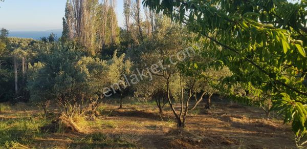 Şarköy Çınarlı Mahl.deniz Manzaralı 1850m2 Köye 700 Metre Mesafede