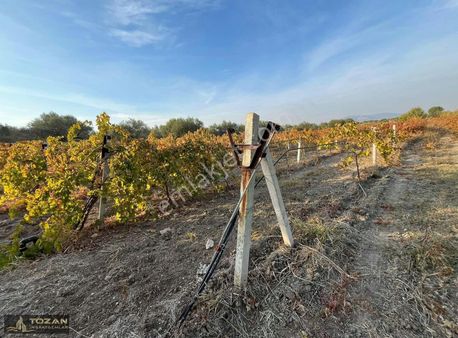 Damlama Sistemli 4.5 Dönüm Fırsat Bağ