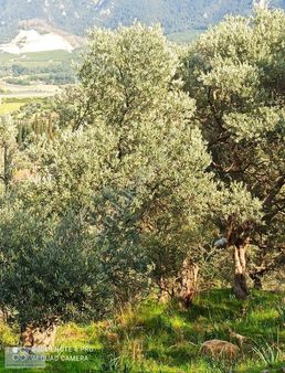Tire Ana Yola Yakın Zeytin Bahçesi