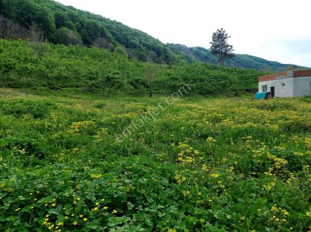 Doğanın Kalbini Vaad Ediyoruz