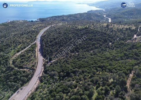 Karaburun Anbarseki 3168 M² Deniz Manzaralı Zeytin Ağaçlı Tarla