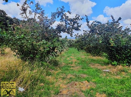 Kandıra Ferizli Mah.1135m² Fındık Bahçesi