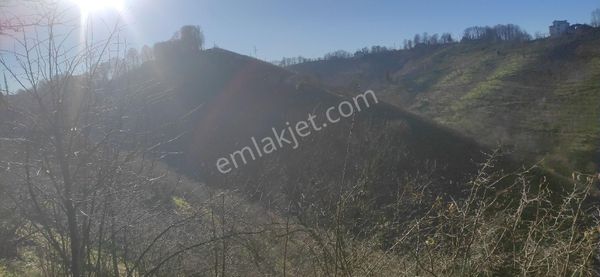 Samsun Terme Kocamanbasinda Satikik Buyuk Findik Bahcedi