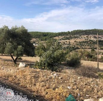 Milas Çamköyde Özel İmarlı 2053 M2 Tarla