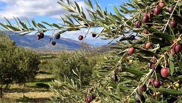 Satılık Zeytinlık Burhaniye Pelitköy