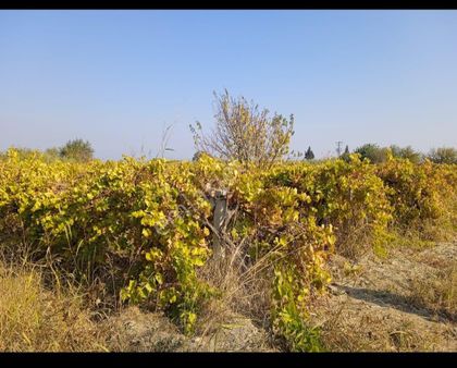 Manisa Şehzadeler Aşağı Çobanisada Satılık 2850m2 Bağ