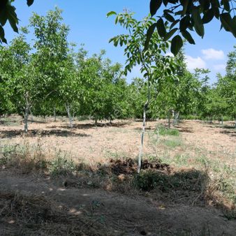 Bursa Nilüfer Fadıllı Köyünde Fırsat Tarla!!!