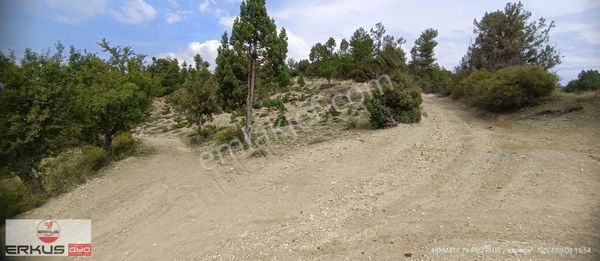 Erkuş Gyodan Çameli İmamlar Takasa Açık Arazi