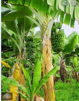 Manavgat Seydiler Merkez De Ana Yola Sıfır 22 Dönüm Arazi