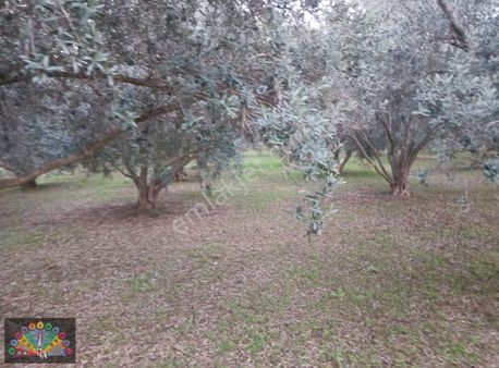 Manavgat Ululkapı Mah Satılık 6.5 Dönüm Zeytin Bahçesi