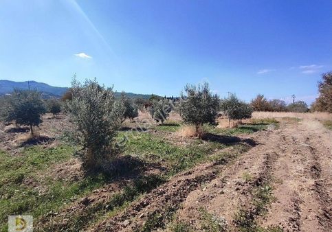 Satılık Zeytinlik Manisa Saruhanlı Alibeyli Köyünde 2400 M2