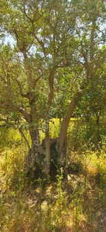 Yetiş Emlaktan Lalaşahin De 650m2 2.5 Kat Konut İmarlı Arsa Mustafakemalpaşada