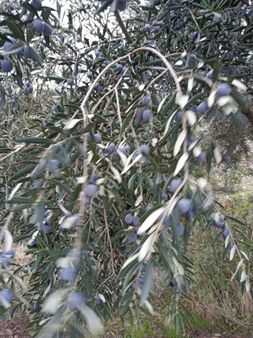 Satılık Zeytinlik Manisa Saruhanlı Heybeli Yolu Üzerinde 2000 M2