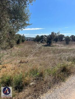 Urla Özbek'de Yatırımlık Zeytin Ağaçlı Tarla!!
