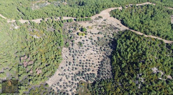  Milas Kılavuz Mahallesinde Fırsat 16.000m2 Zeytinlik