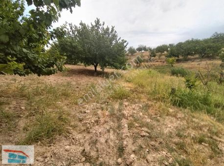 Bozdoğandan Bindalda Satılık Tarla