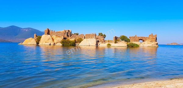 Milas Bafa Mahallesinde 11 Dönüm Satılık Bakımlı Zeytinlik