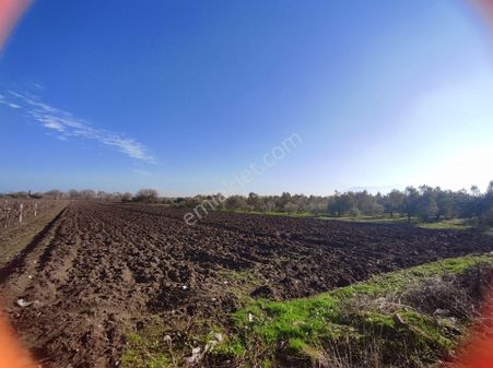 Satılık Zeytinli Tarla Manisa Halıtlı 9450 M2