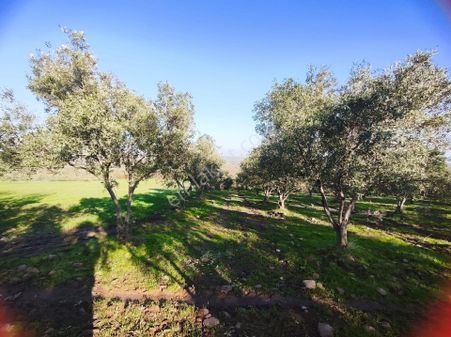 Satılık Zeytinlik 12150 M2 Manisa Yunusemre Sarma Köyü'nde Tek Tapu