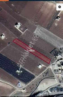 Uğurlu Emlak'tan Aşağı İşkara Mahalesinde Satılık Fıstık Ve Zeytin Bahçesi.