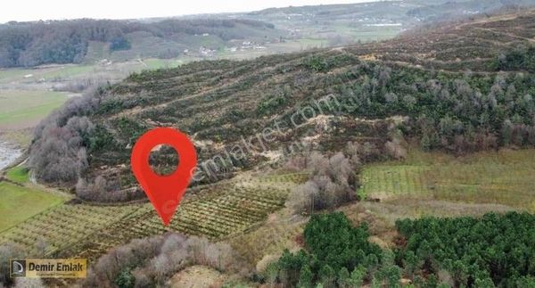 Fırsat Karasu Akkum Köyünde 13500m2 Fındık Bahçesi