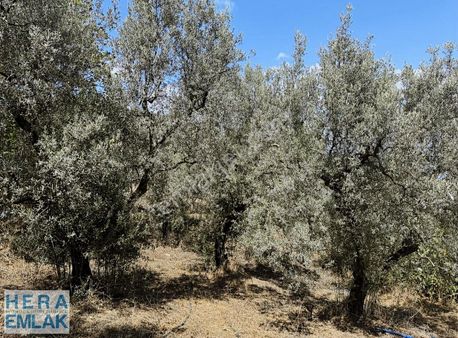 Göl Kıyısında Yer Arayanlar İçin Asfalt Cephe Manzaralı