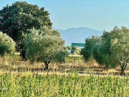 Manisa Paşaköyde Ana Asvalta Sıfır Çiftlik Yapımına Müsait Arazi