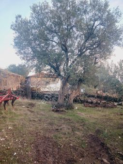 Manisa Kale Köyde 750 M2 Konut İmarlı Arsa