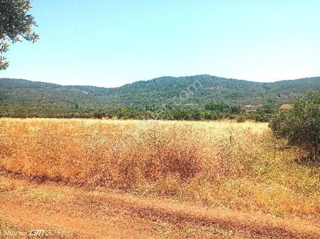 Trilye Halilbey Tarla