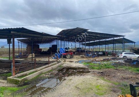 İzmir Tire De Satlık Çiftlik