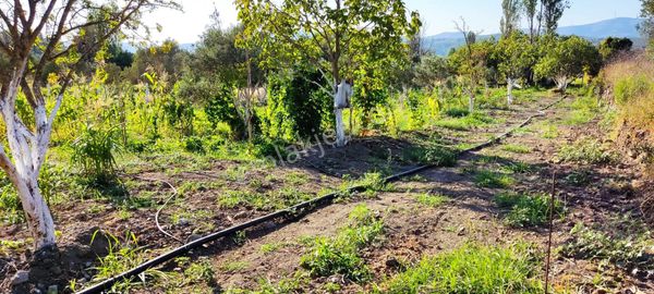 İzmir Selçuk Gökçealan'da 1.085 M2 Müstakil Tapulu Satılık Tarla